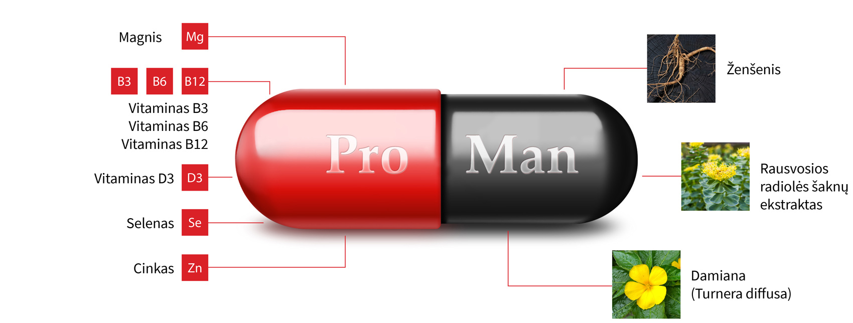 Natural Pharmaceuticals ProMan Plus Grafika, vaizduojanti ProMan kapsulę raudona ir juoda spalvomis. Kairėje pusėje išvardyti mineralai ir vitaminai: magnis (Mg), vitaminai B3, B6, B12, vitaminas D3, selenas (Se), cinkas (Zn). Dešinėje pusėje išvardyti augalų ekstraktai su nuotraukomis: ženšenis, rožinės rodiolos šaknies ekstraktas ir damiana.